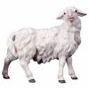 Picture of Sheep looking to the right Ulrich Nativity 23 cm (9,1 inch) traditional wood