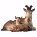 Picture of Goat lying down with two little Goats cm 15 (5,9 inch) hand painted Ulrich Nativity Scene Val Gardena wooden Statue baroque style