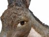 Picture of Donkey Pellegrini Nativity 110 cm (43,3 inch) large outdoor resin