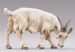 Picture of Goat eating cm 14 (5,5 inch) Hannah Alpin dressed Nativity Scene in Val Gardena wood