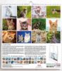Imagen de Chats Calendrier mural 2027 cm 31x33