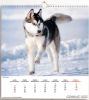 Picture of Hundekalender 2027 cm 31x33