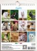 Immagine di Gatti Calendario da tavolo e da muro 2027 cm 16,5x21