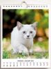 Immagine di Gatti Calendario da tavolo e da muro 2027 cm 16,5x21