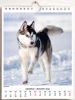 Immagine di Cani Calendario da tavolo e da muro 2027 cm 16,5x21